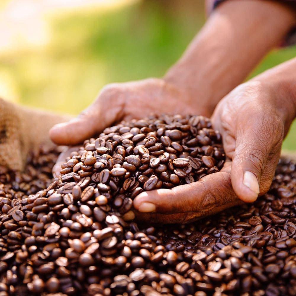 Two hands cupped around freshly roasted beans