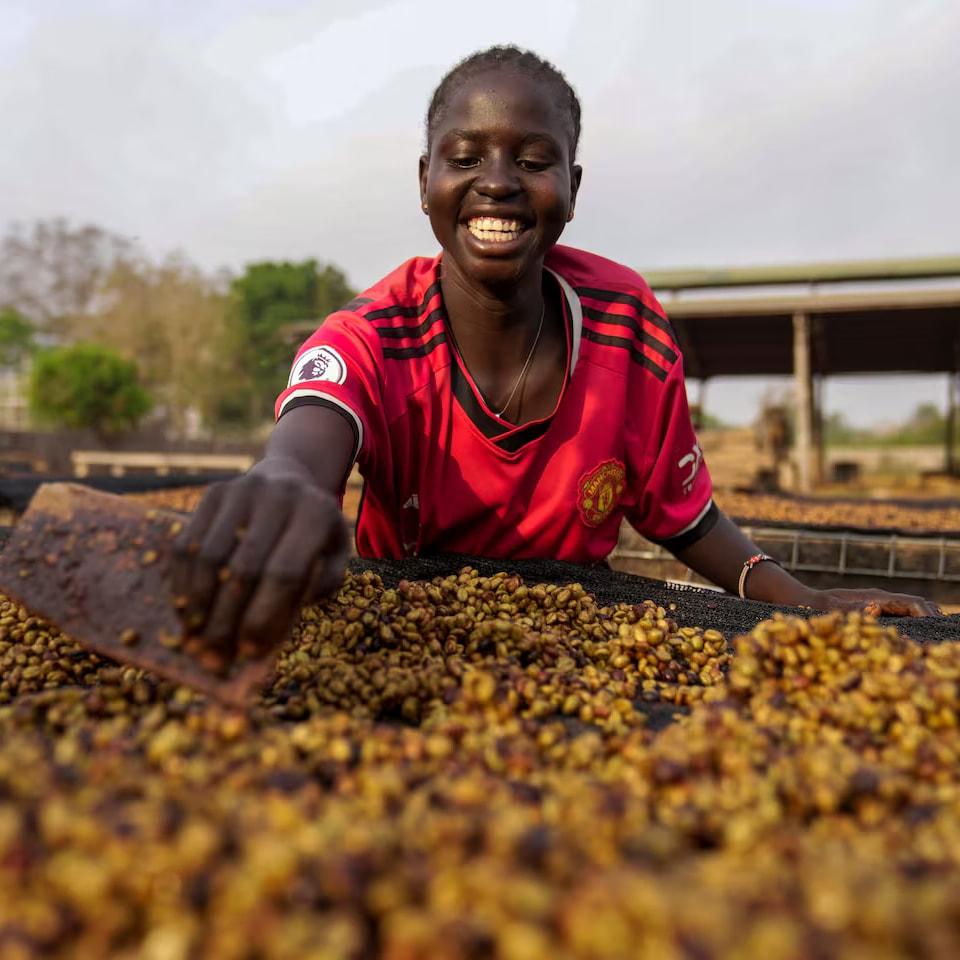 A grower raking coffee cherries across a drying bed