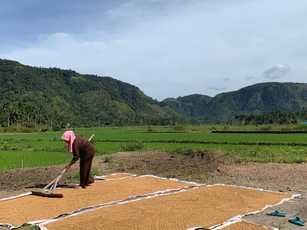 Coffee drying in the field in Sumatra