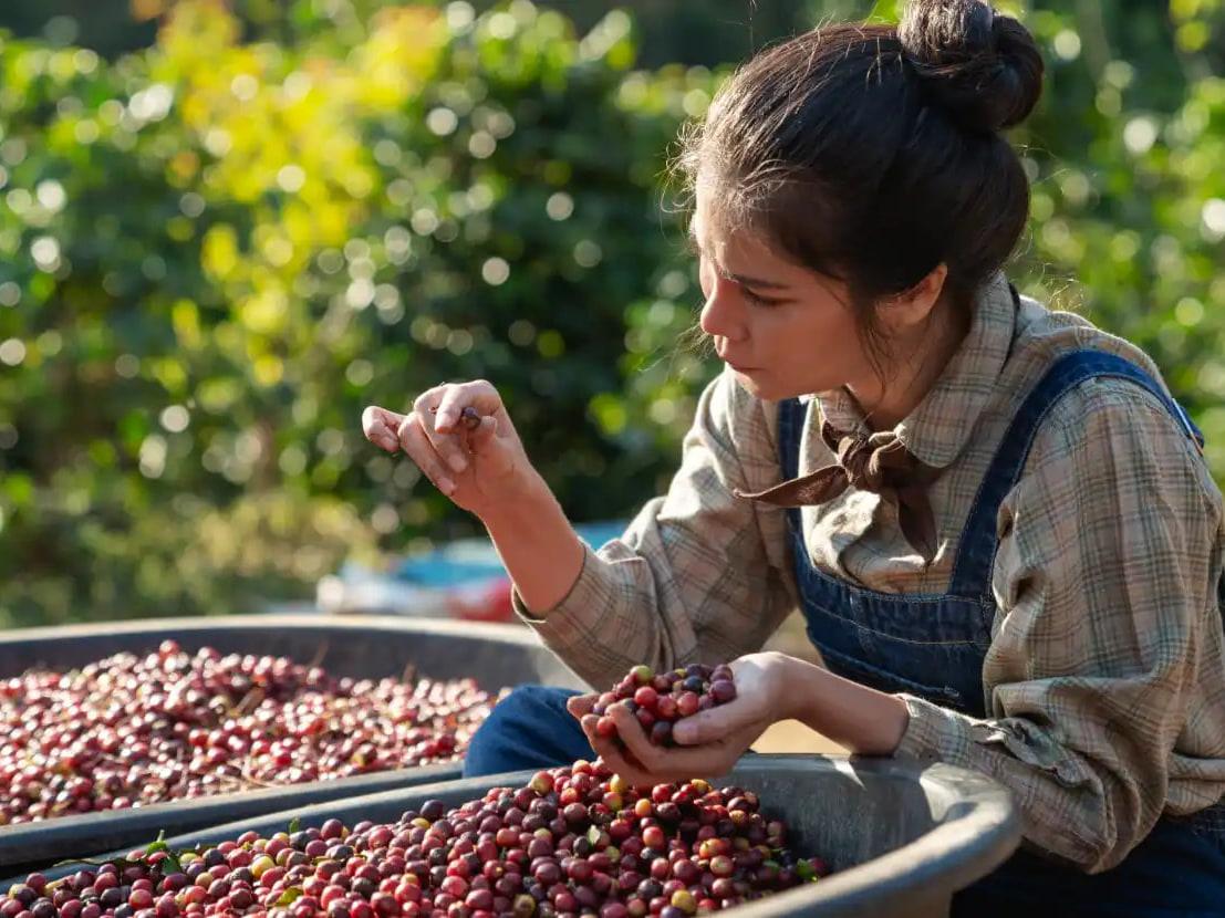 Sorting cherries by hand at the washing station