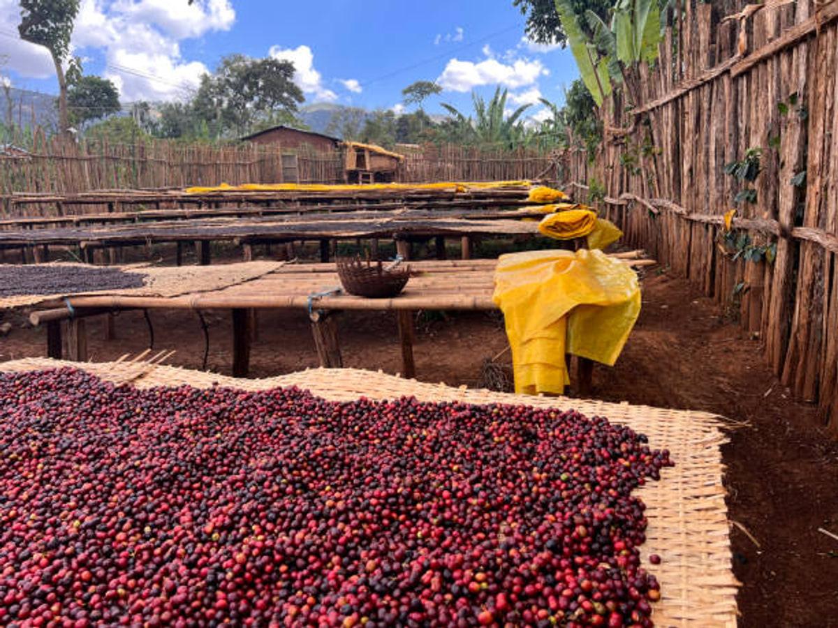 Coffee cherries drying on raised beds in Ethiopia